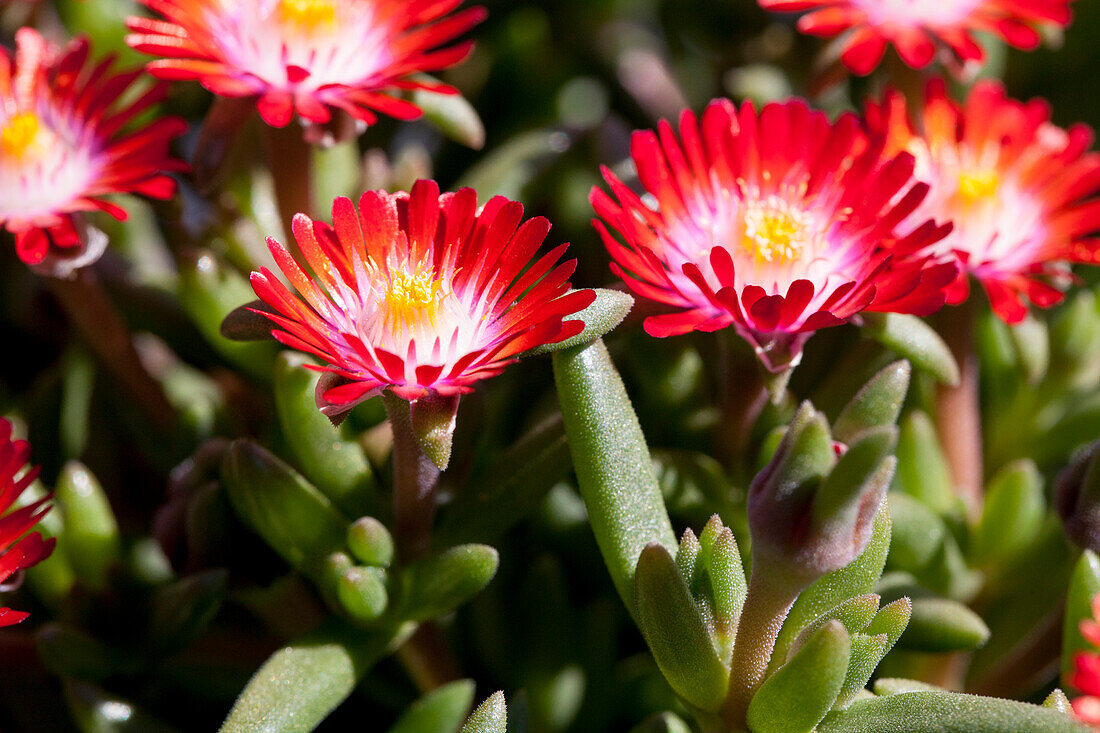 Delosperma cooperi Jewel of Desert Grenade