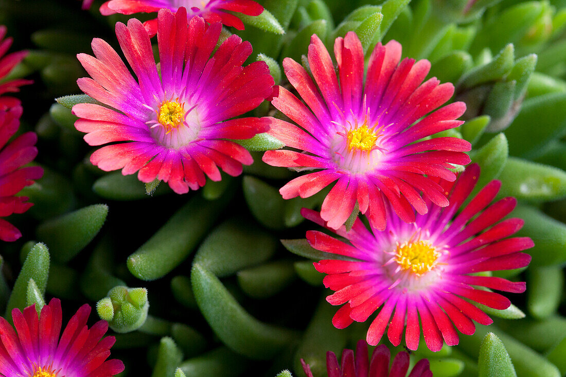 Delosperma cooperi Jewel of Desert 'Garnet'