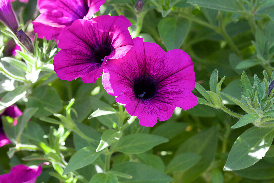 Petunia 'Surprise Kardinal'