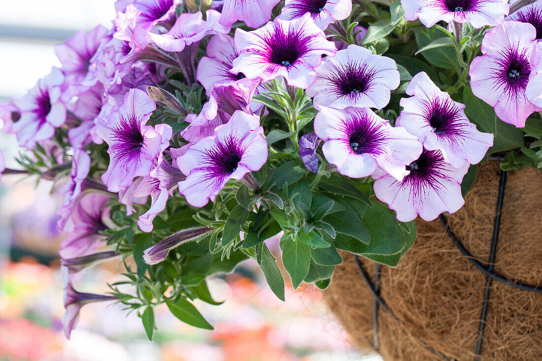 Petunia 'Surprise Rasperry Gem'