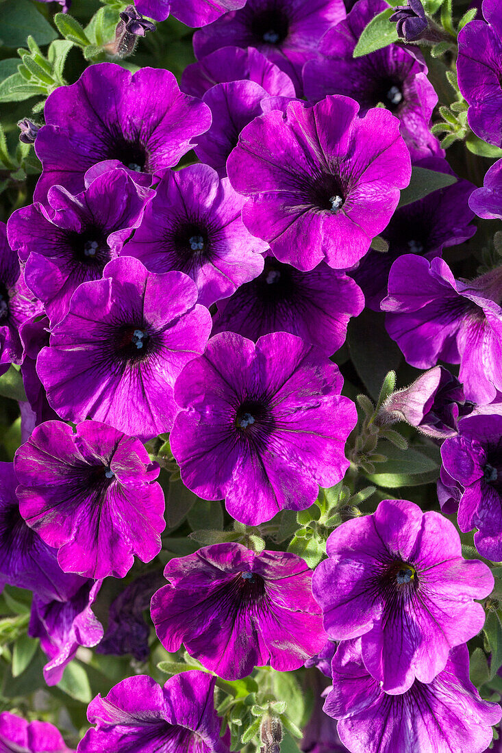 Petunia 'Potunia® Piccola Lilac Blue'