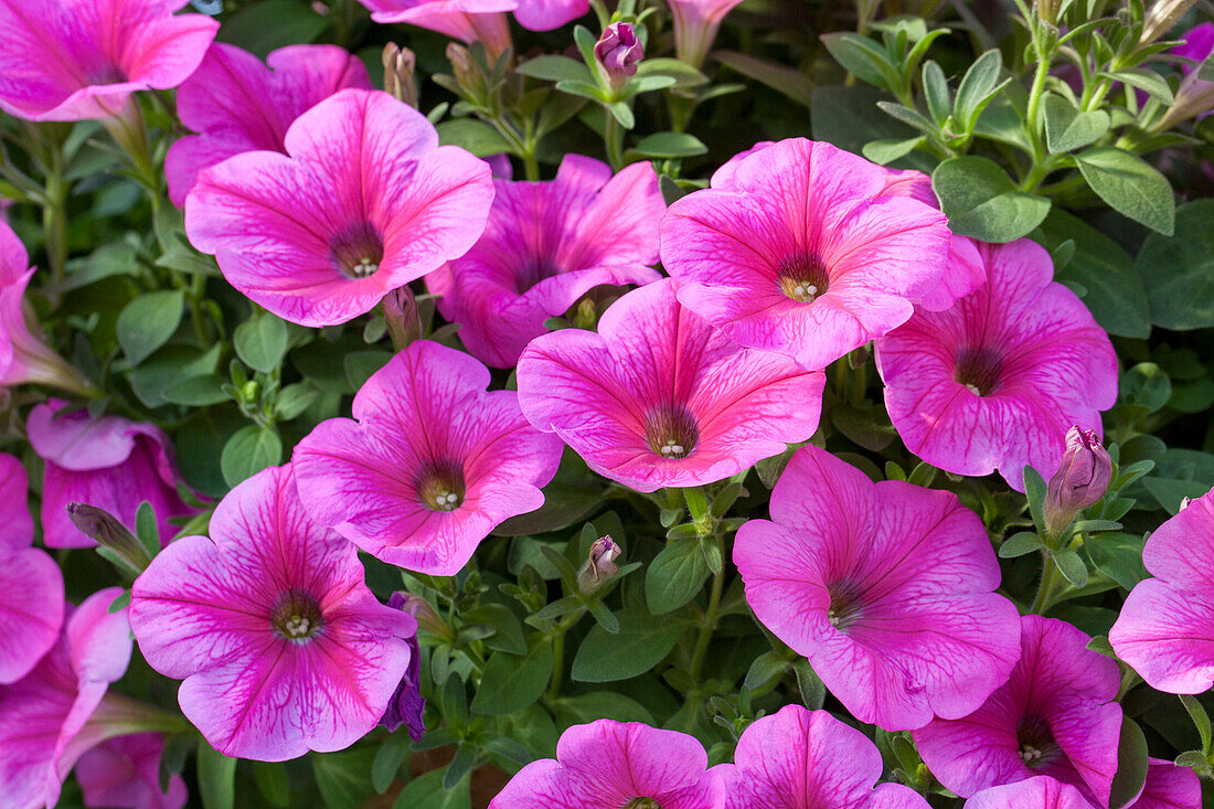 Petunia Surprise Hot Pink