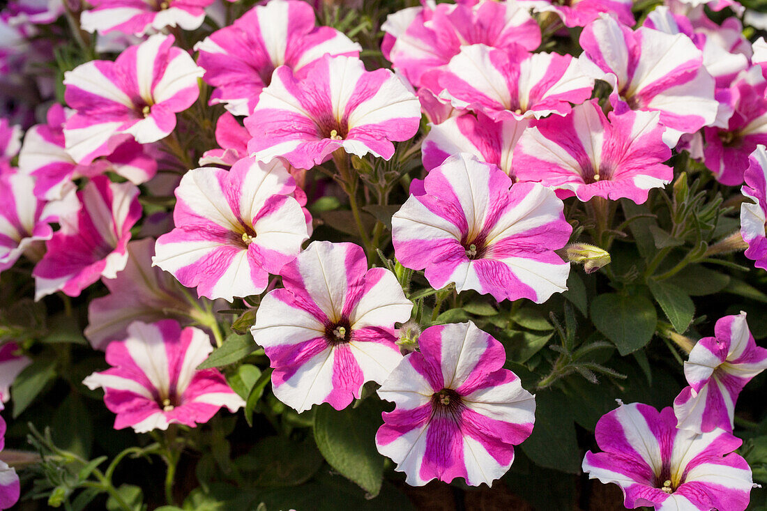 Petunia 'Surprise Pink Star'