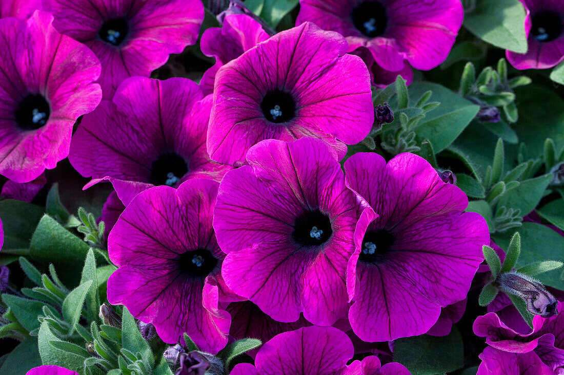Petunia 'Potunia® Plus Purple