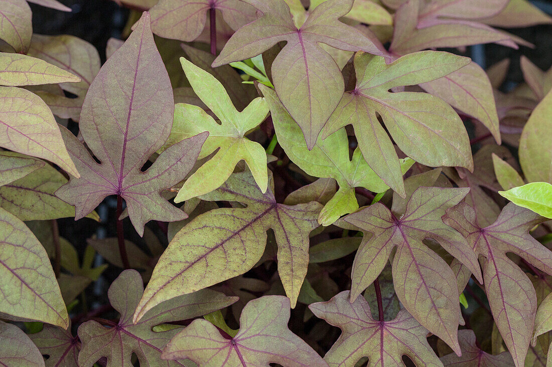 Ipomoea batatas SWEET CAROLINE 'Bronze'(s)