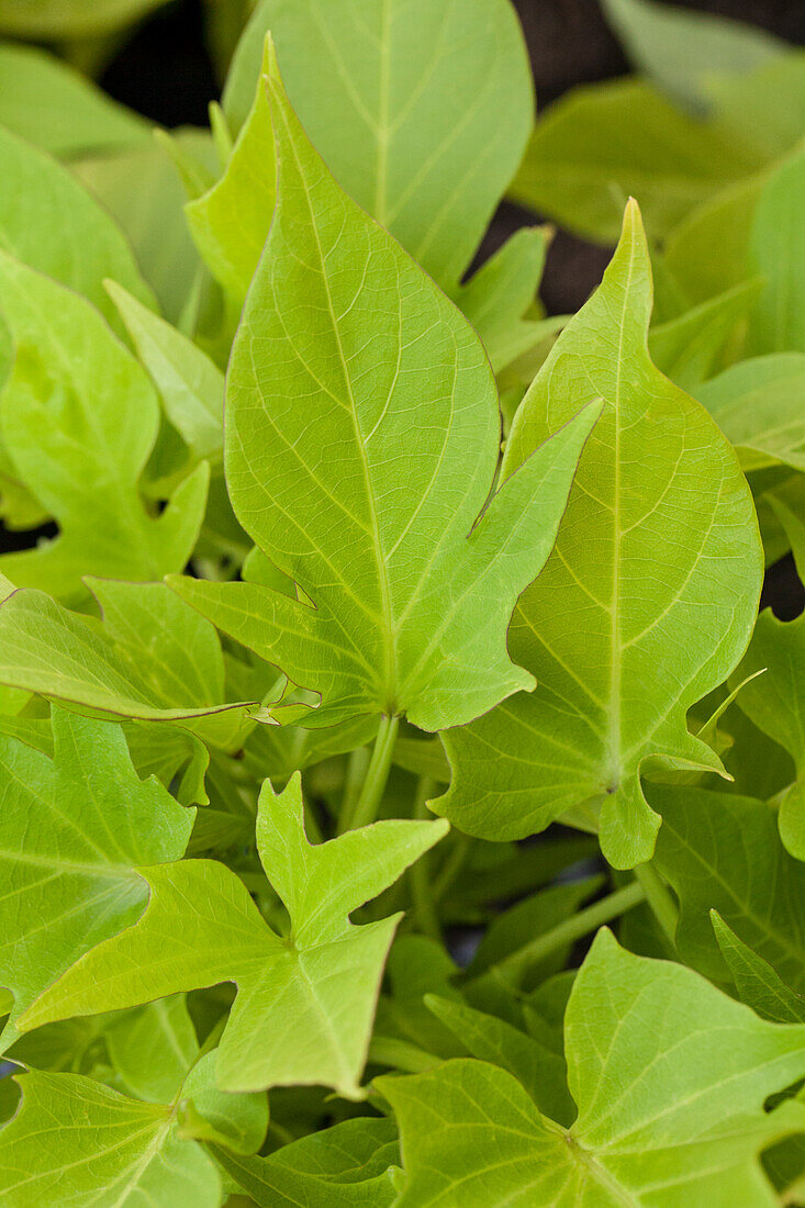 Ipomoea batatas SWEET CAROLINE 'Light Green'(s)