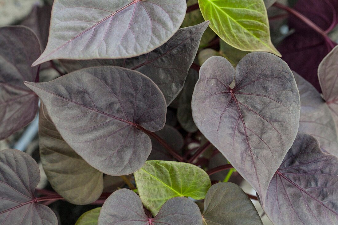 TRENDBLÄTTER™ Ipomoea SWEET HEART 'Jet Black'