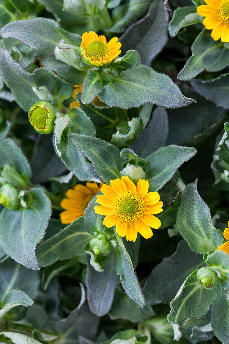 Sanvitalia procumbens 'Superbini'(s)