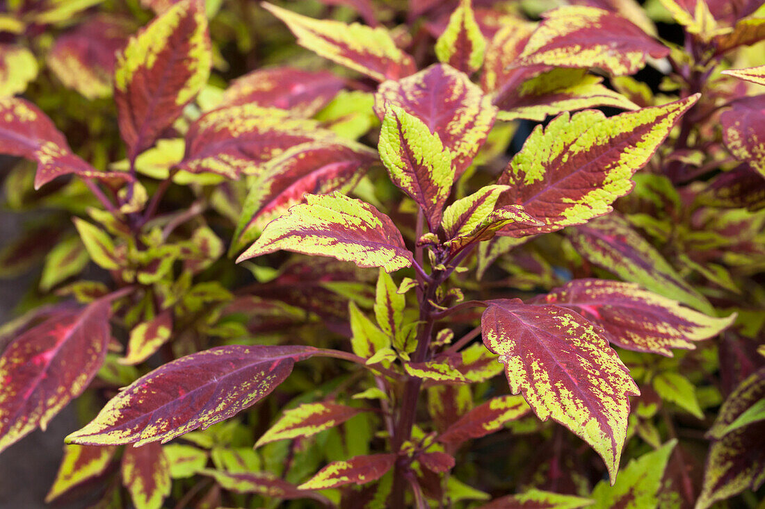 Solenostemon LANCELOT 'Pineapple Splash'