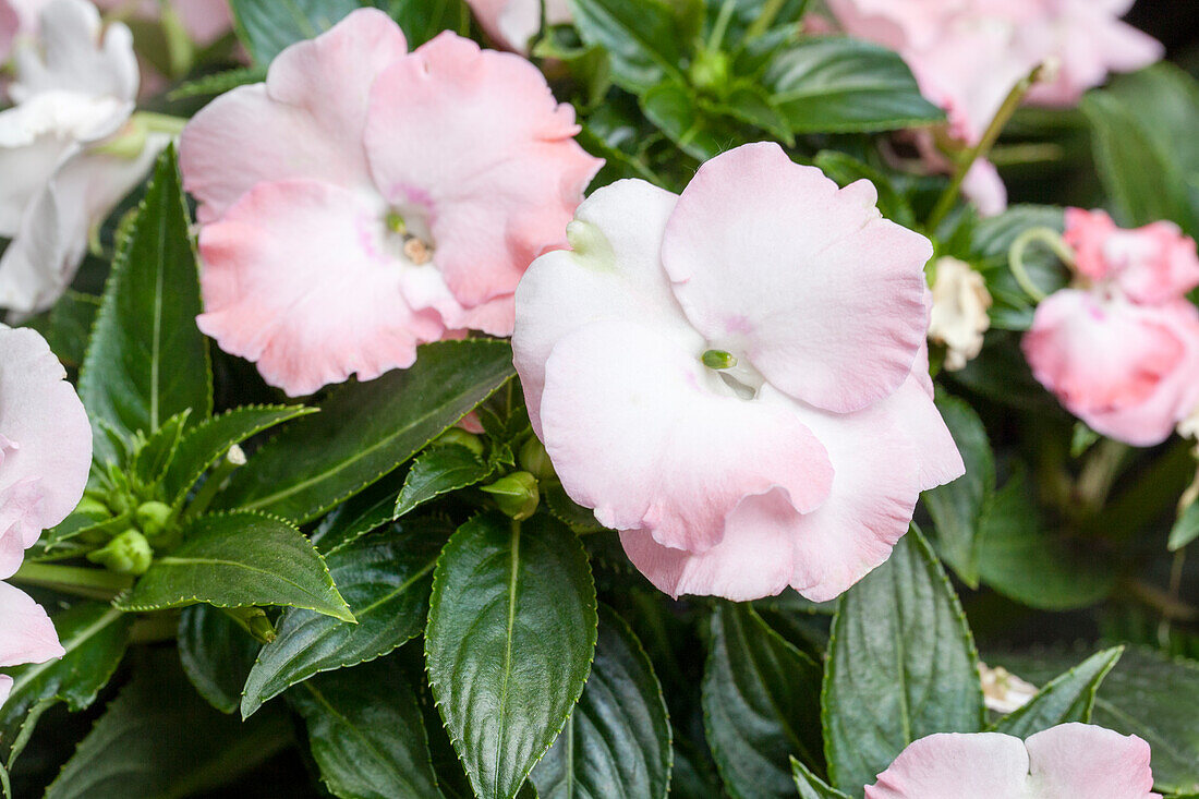 Impatiens 'PARADISE Rococo Michelle