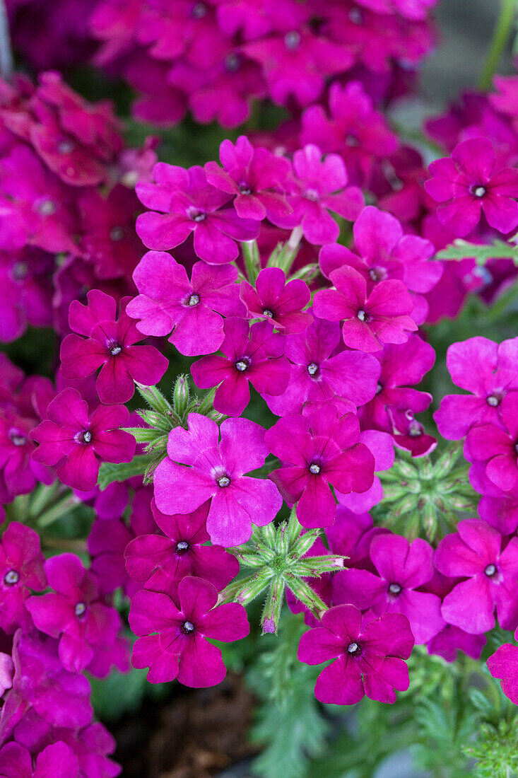 Verbena Vepita Dark Magenta