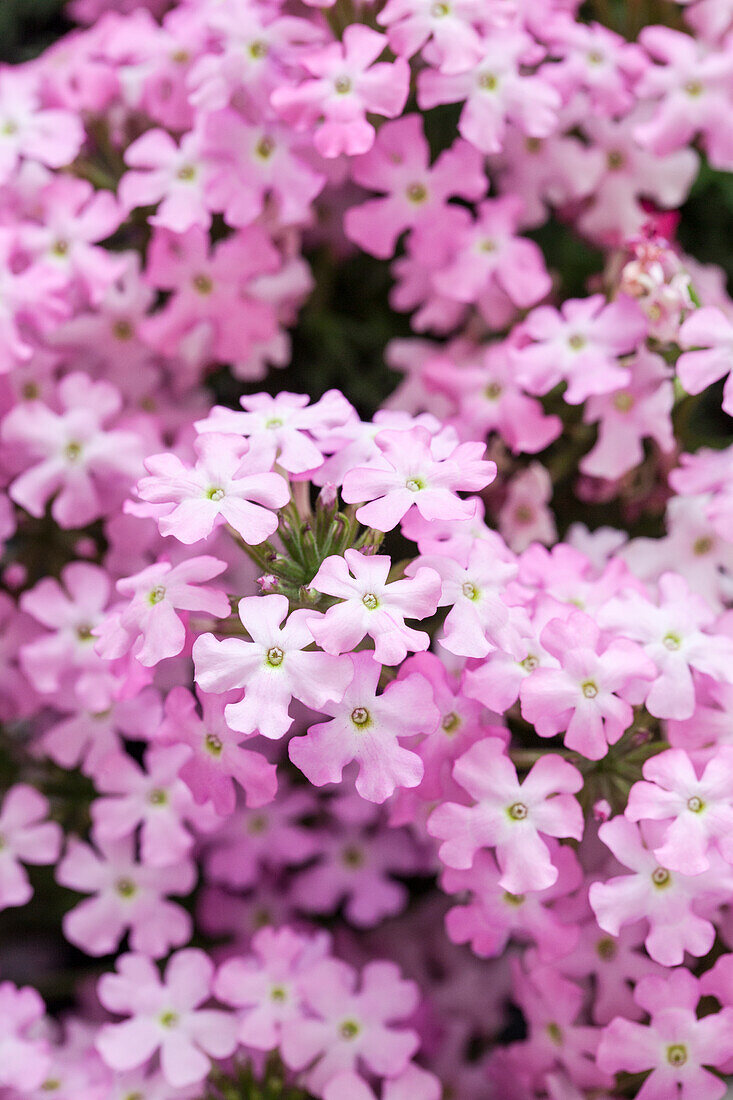 Verbena 'Vepita™ Frosted Pink'