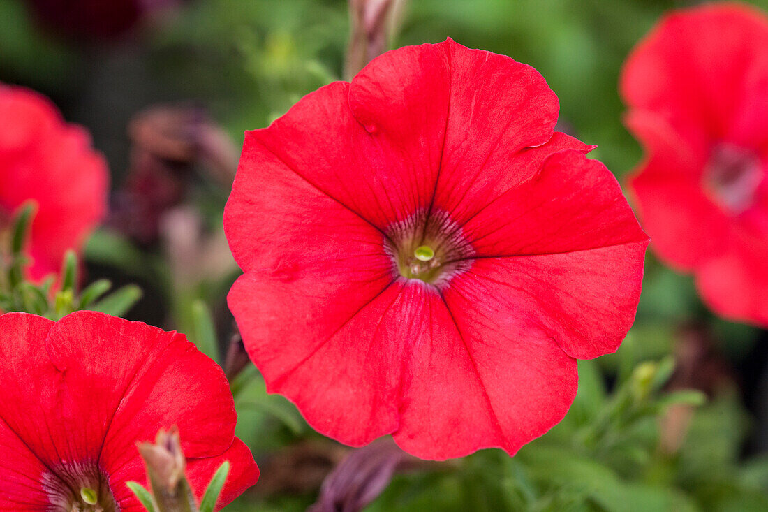 Petunia 'VERANDA™ Scarlet Impr.'(s)