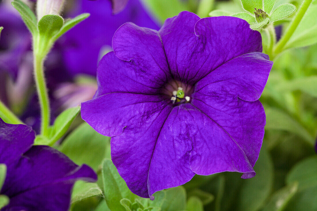 Petunia 'VERANDA Dark Blue 2018'(s)