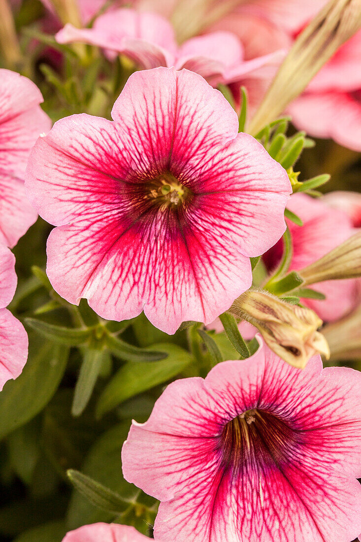 Petunia Perfectunia® Malaga