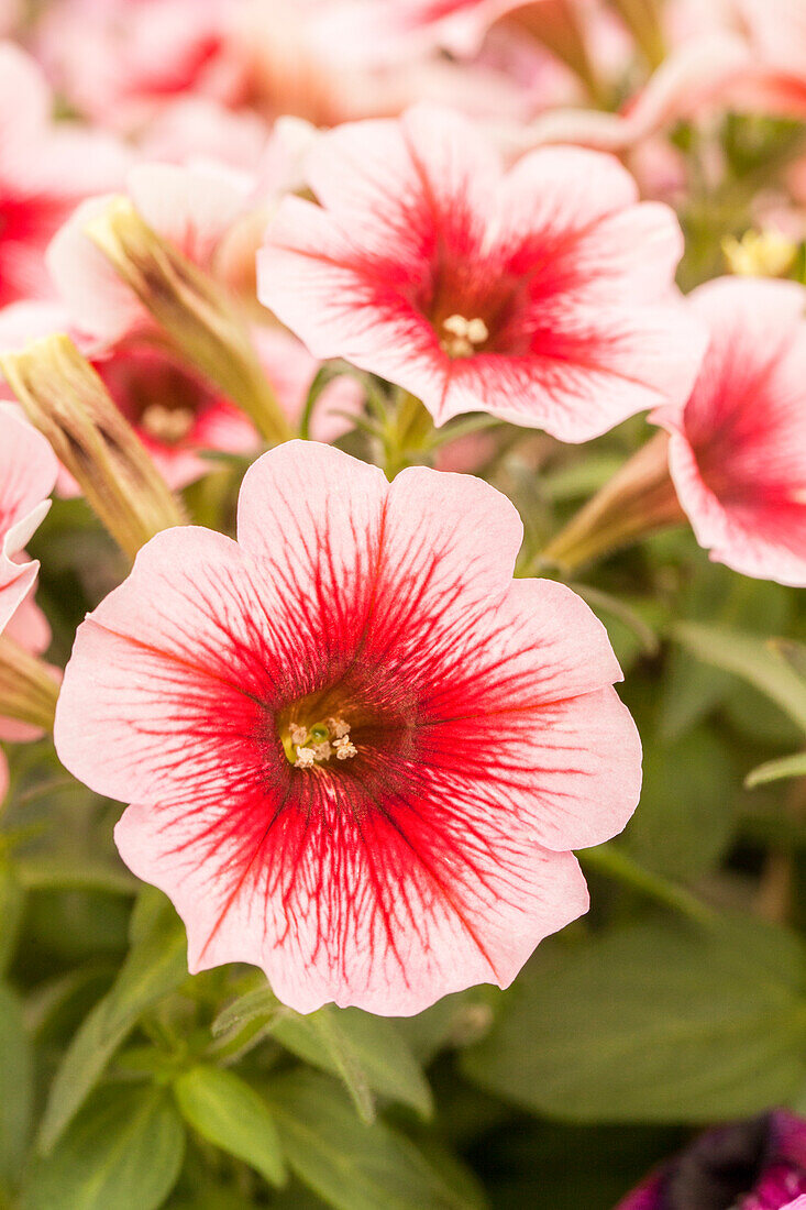 Petunia 'Perfectunia® Amarena'