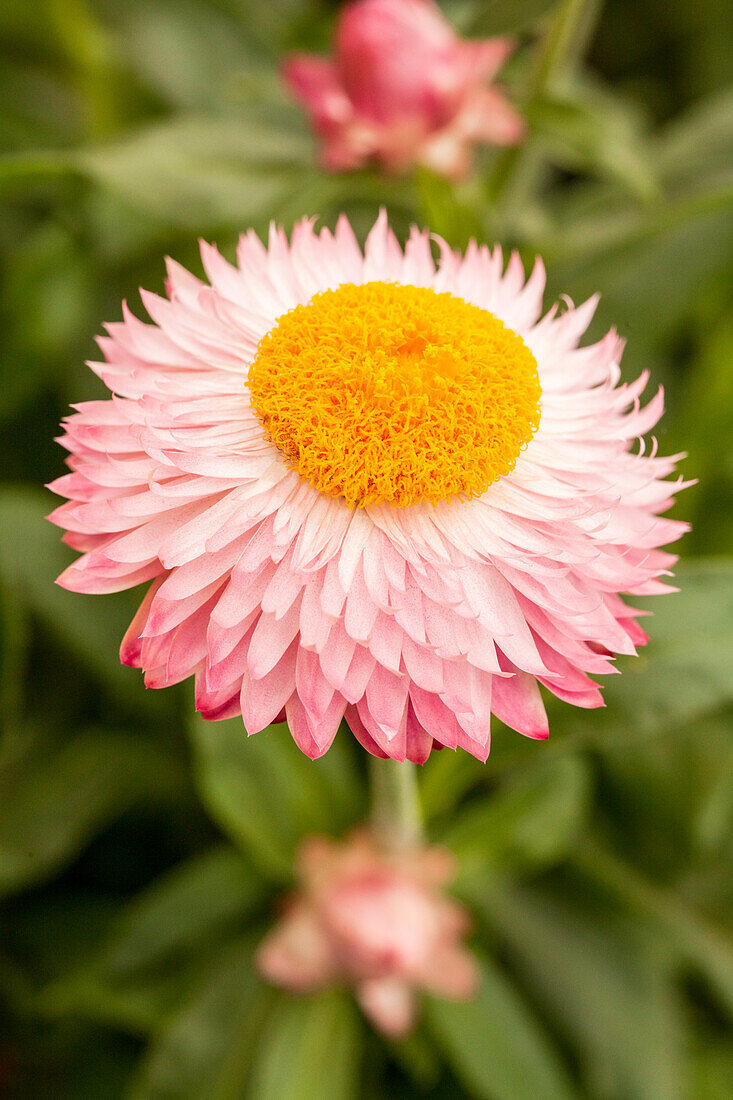 Helichrysum bracteatum 'Cottage™ Pink'