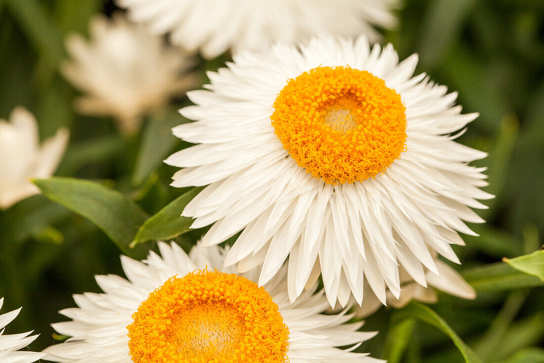 Helichrysum bracteatum 'Cottage™ White'