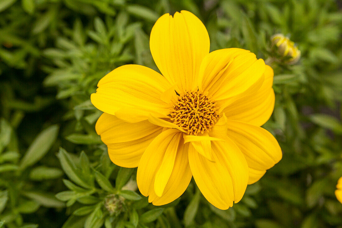 Bidens ferulifolia 'Giant™ Sun Louis'