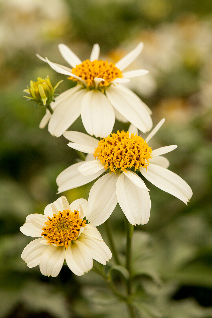 Bidens ferulifolia 'Giant™ White'