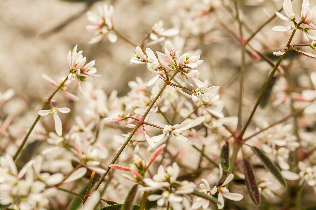 Euphorbia hypericifolia 'Starblast™ Softpink'