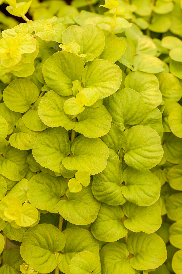 Lysimachia 'Karat'