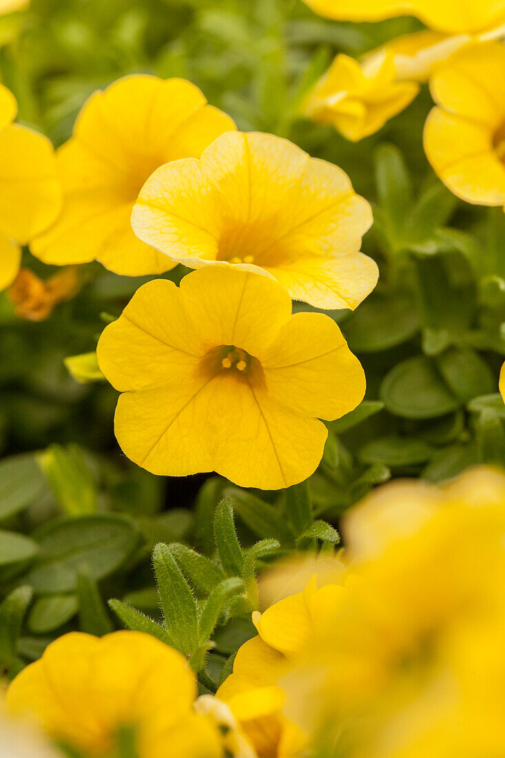 Calibrachoa Early Bird™ 'Sun'