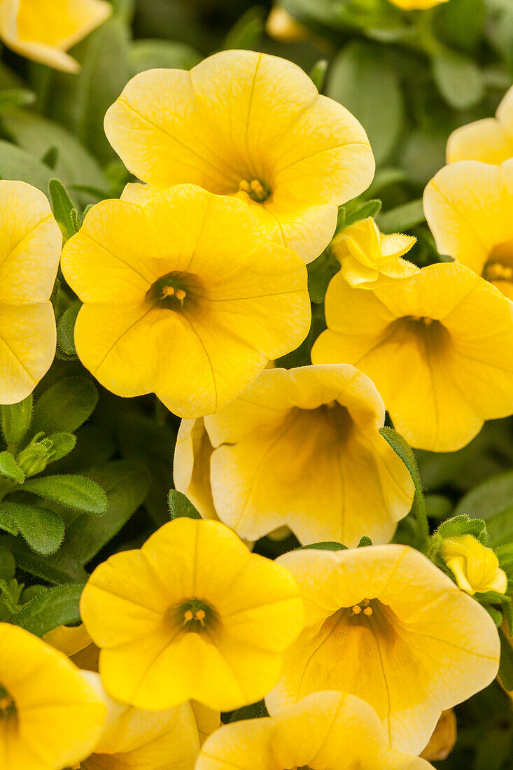 Calibrachoa 'Calitastic™ Gold'