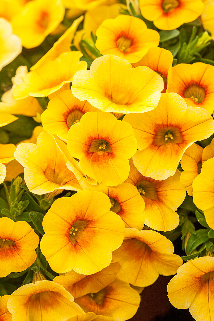 Calibrachoa 'Calitastic™ Mango'