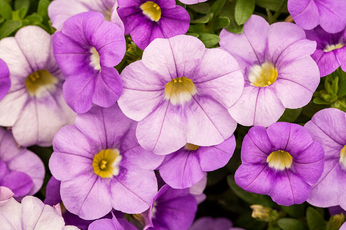 Calibrachoa 'Calitastic™ Violet Skies'