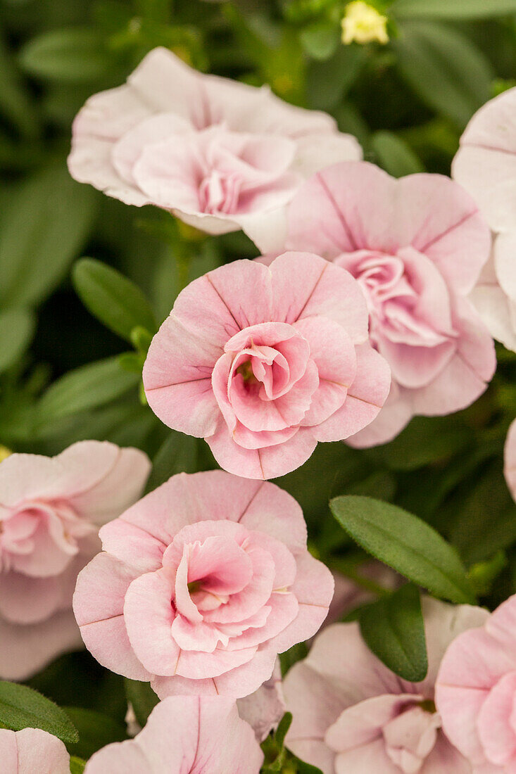 Calibrachoa 'Celebration® Double Pink'