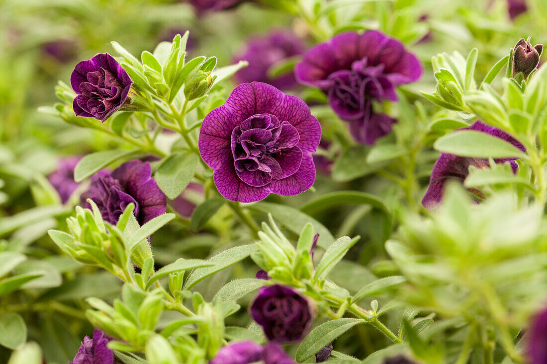 Calobrachoa CELEBRATION® DOUBLE 'Aubergine'