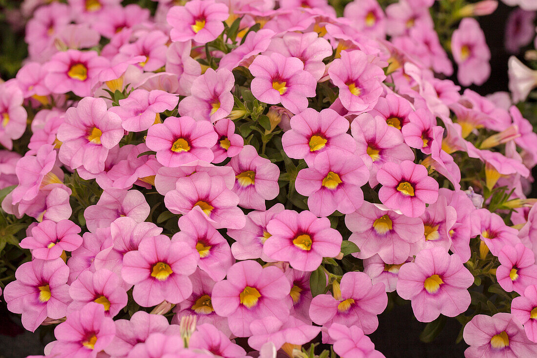 Calibrachoa 'Celebration® Light Pink'