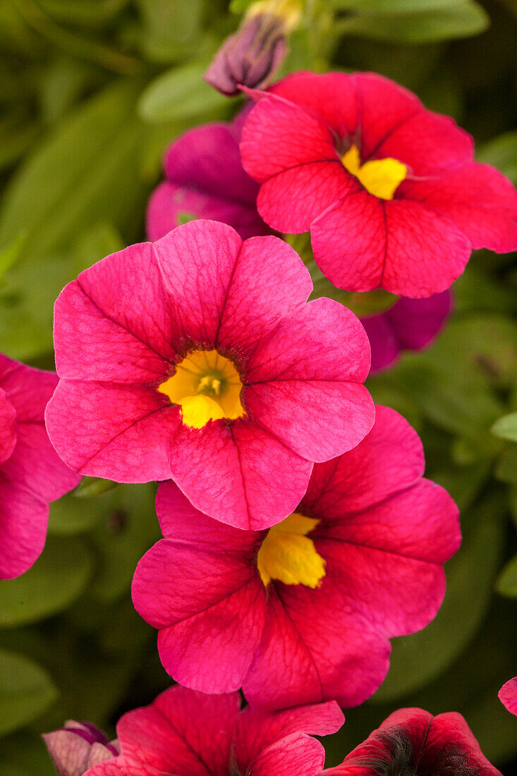 Calibrachoa 'Calibasket™ Hot Pink'