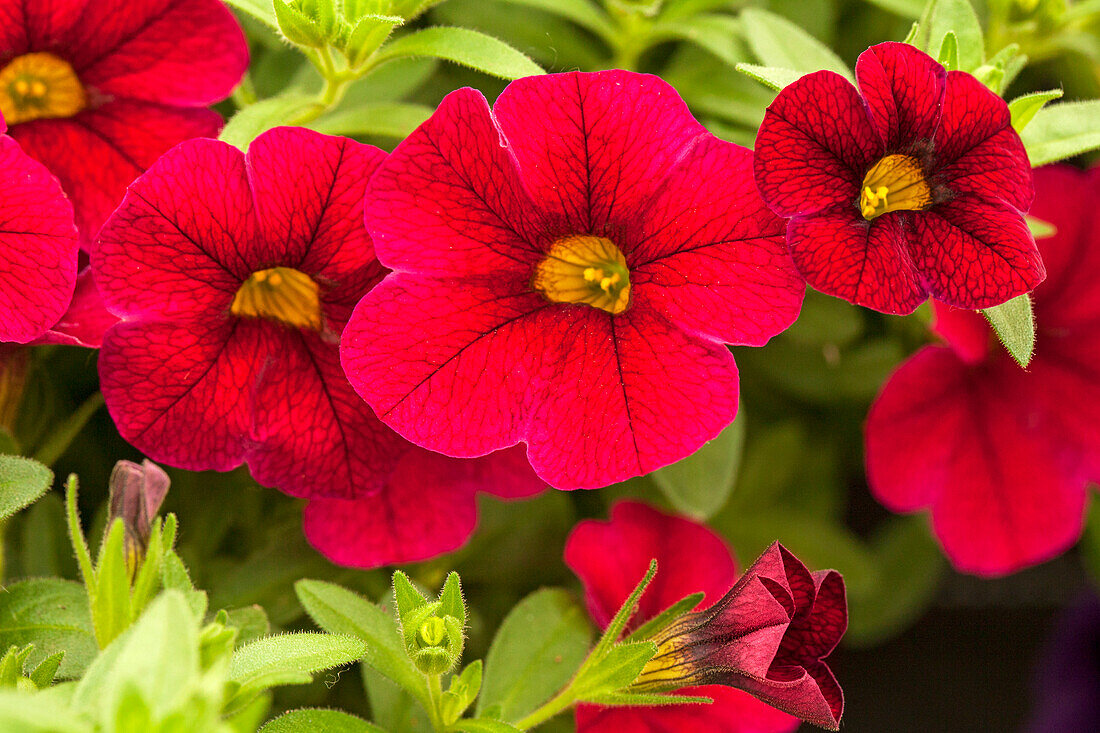 Calibrachoa 'Calibasket™ Sangria'