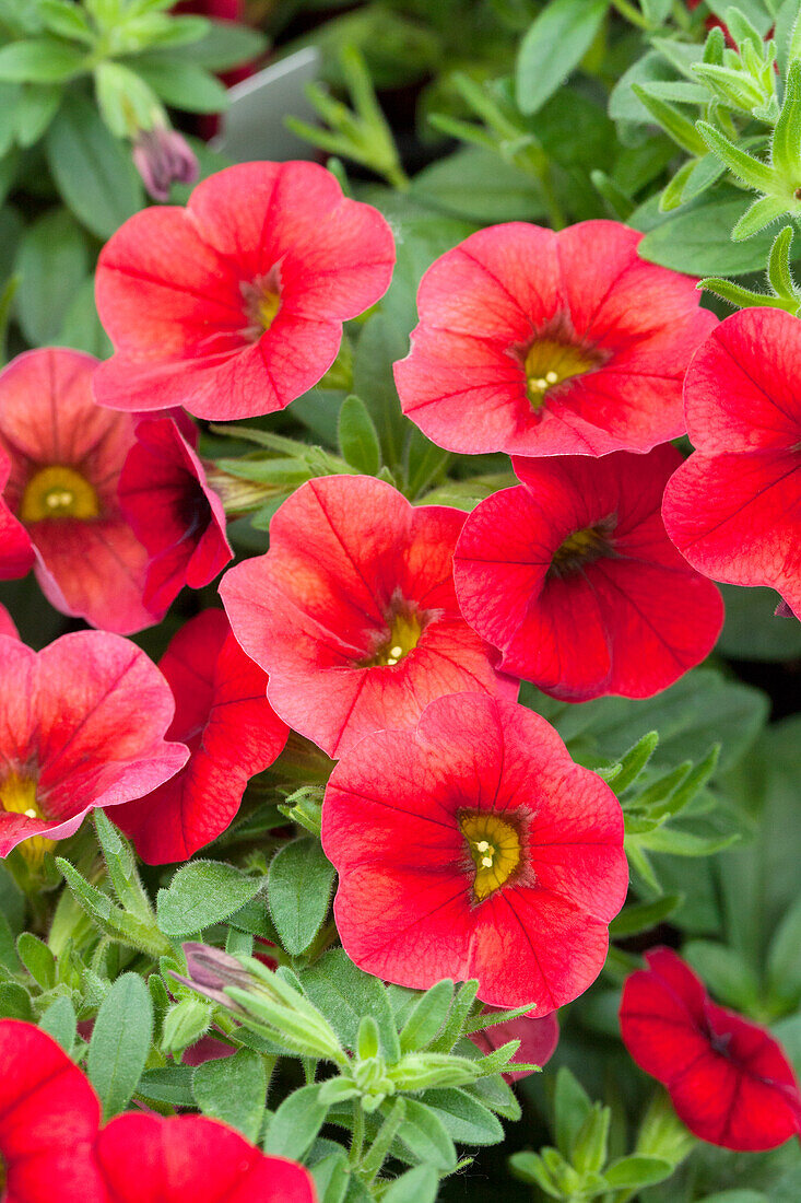 Calibrachoa 'Calibasket™ Racy Red'