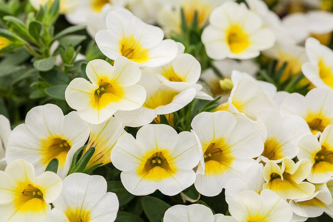 Calibrachoa 'Calibasket™ Sunny Side'