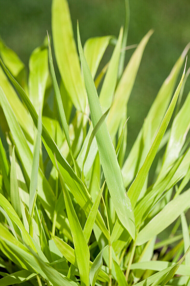 Hakonechloa macra 'All Gold'