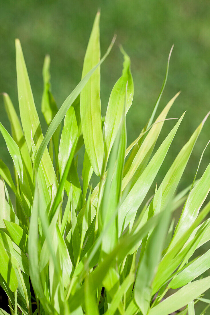 Hakonechloa macra 'All Gold'