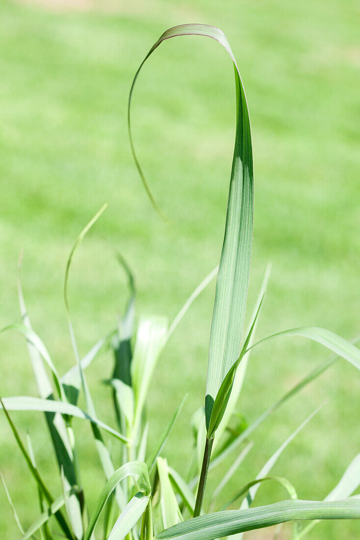 Panicum virgatum 'Squaw'