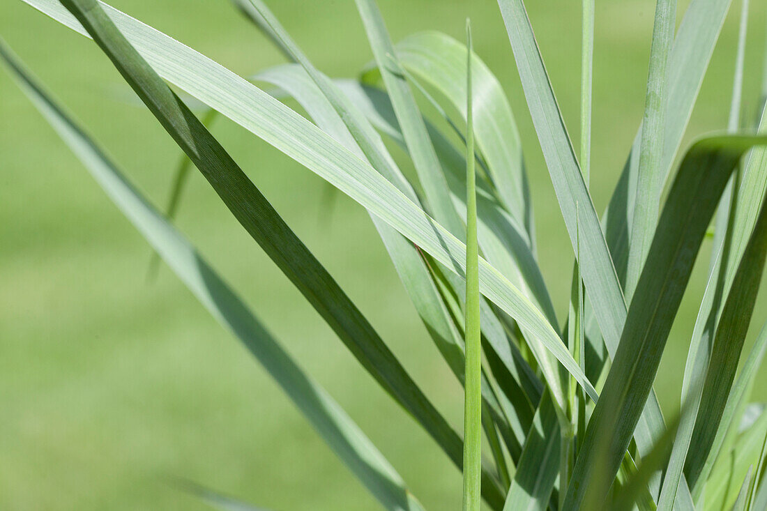 Panicum virgatum 'Prairie Sky'