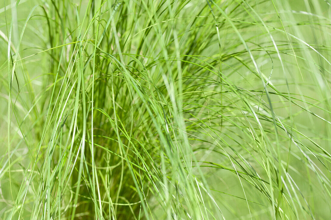 Stipa tenuissima Ponytails