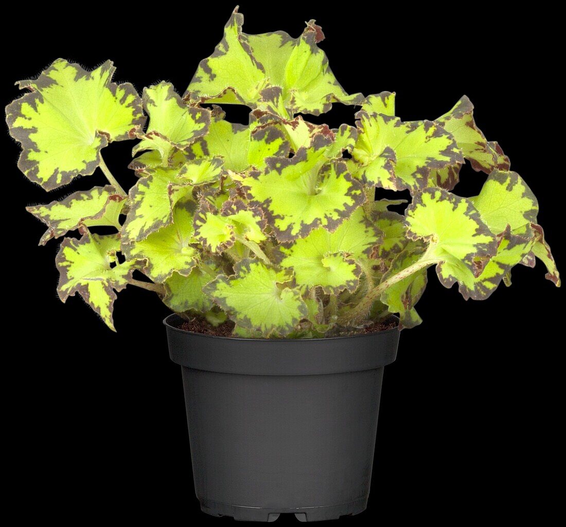 Begonia rex