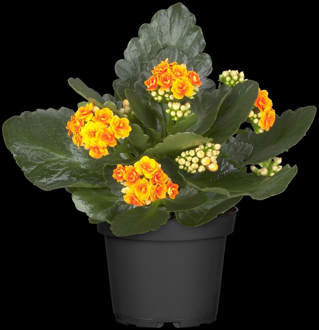 Kalanchoe blossfeldiana Queen® Roseflowers®, orange