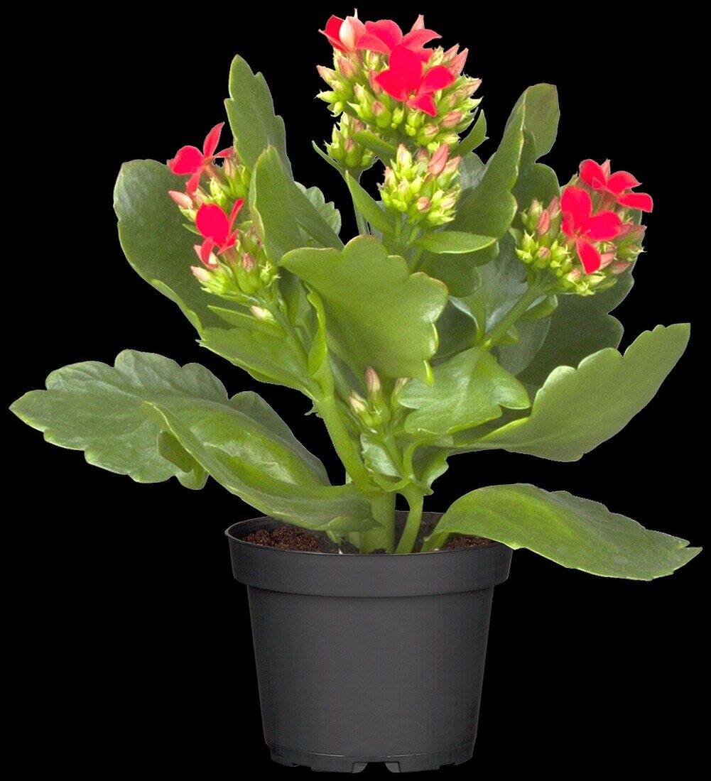 Kalanchoe blossfeldiana