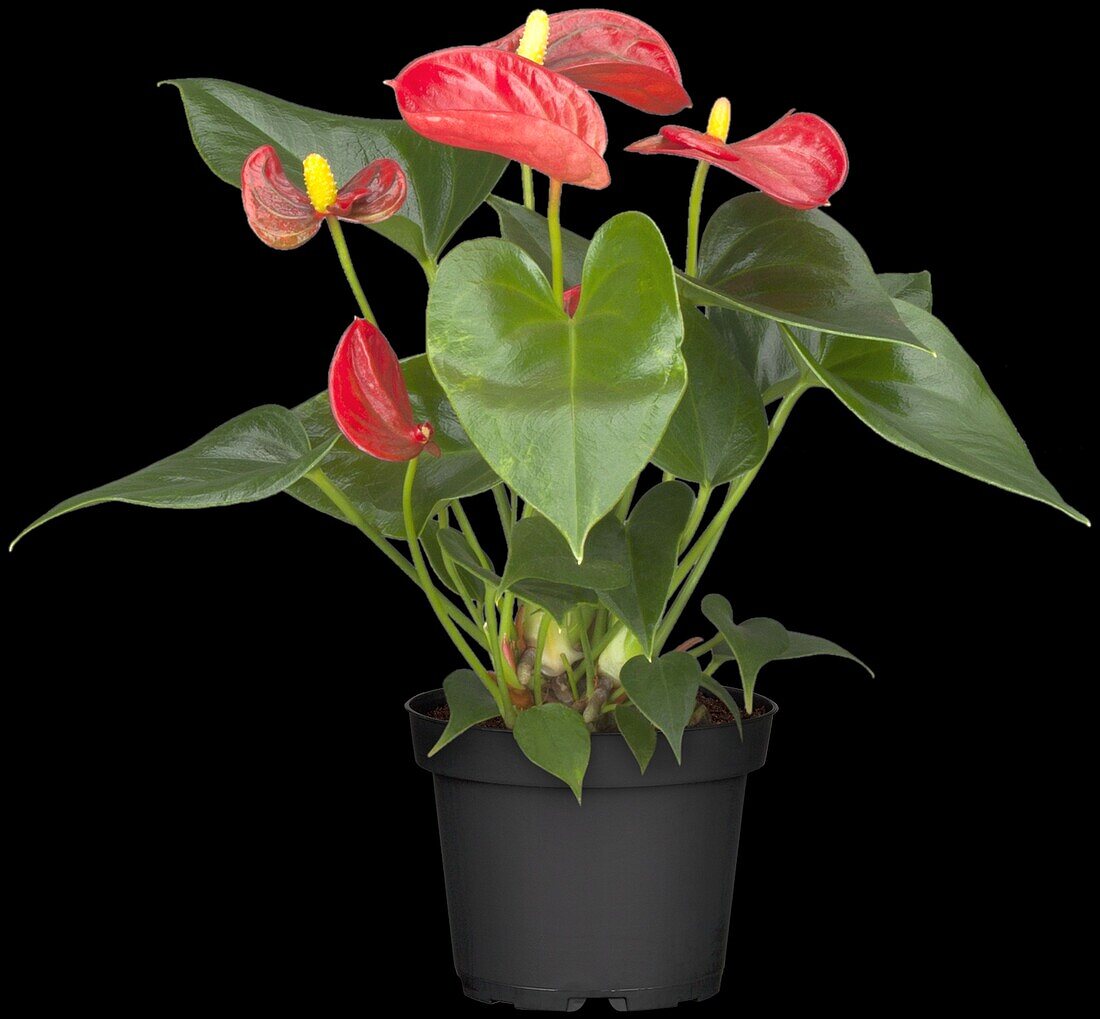 Anthurium andreanum Silence