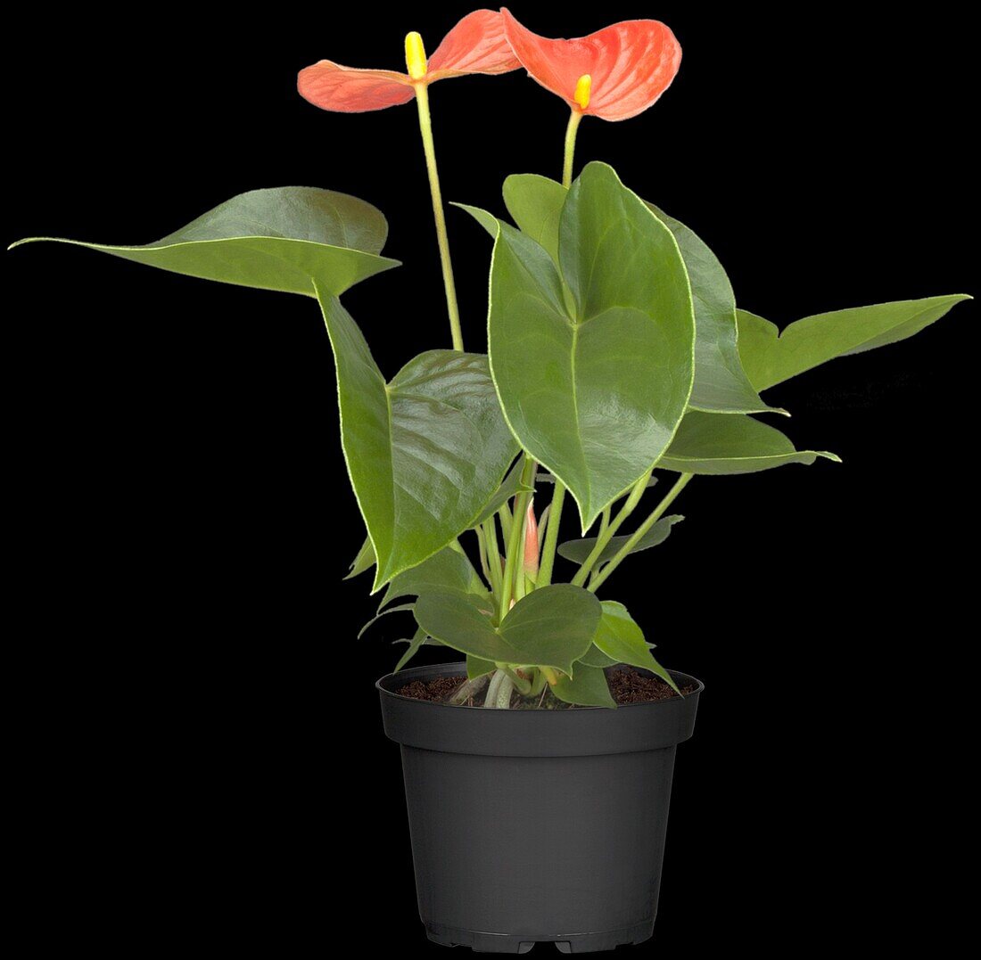 Anthurium x andreanum 'Silence'