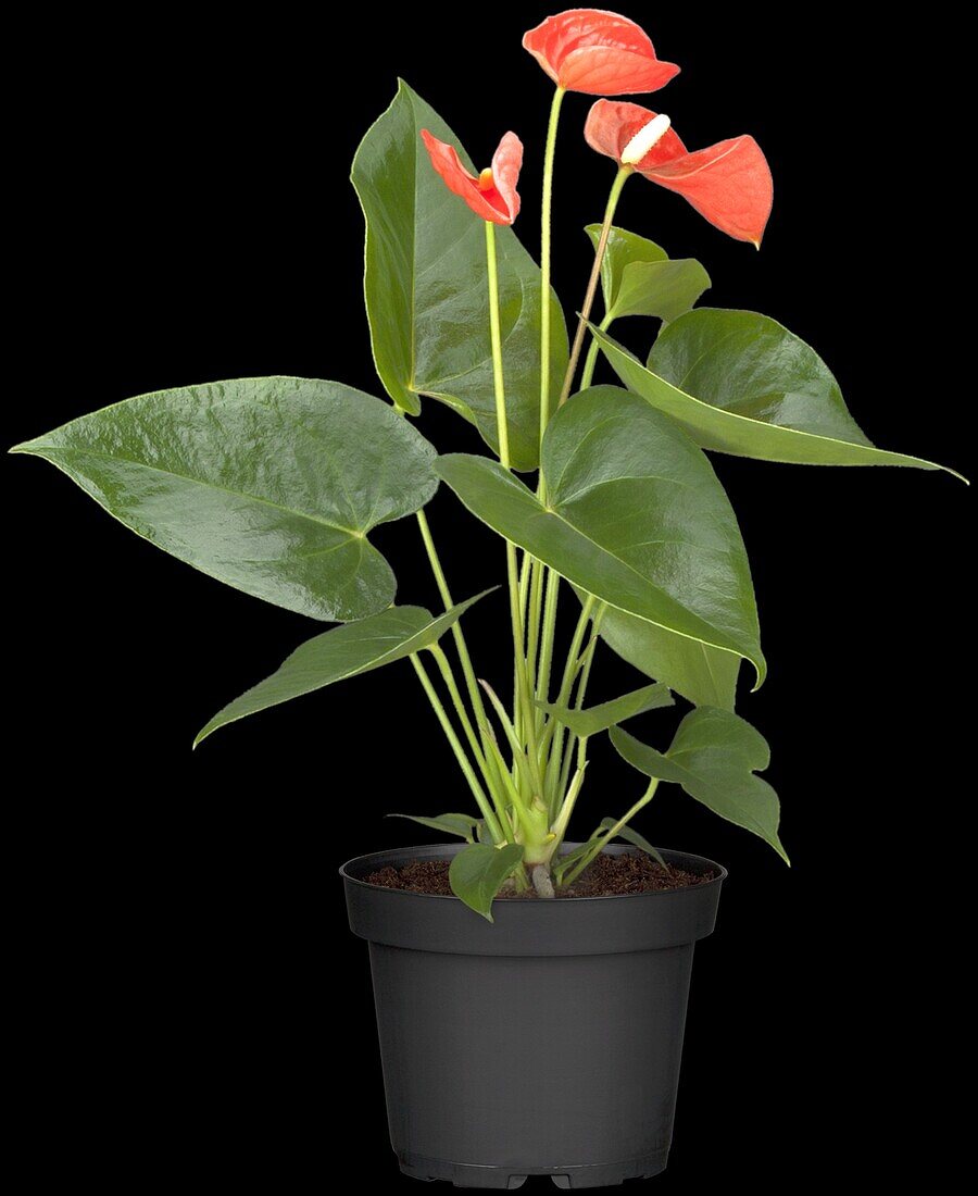 Anthurium x andreanum, orange