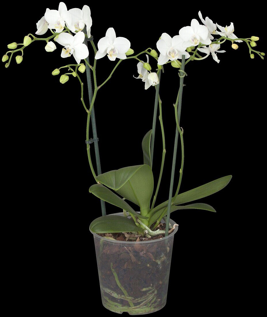 Phalaenopsis Hybride