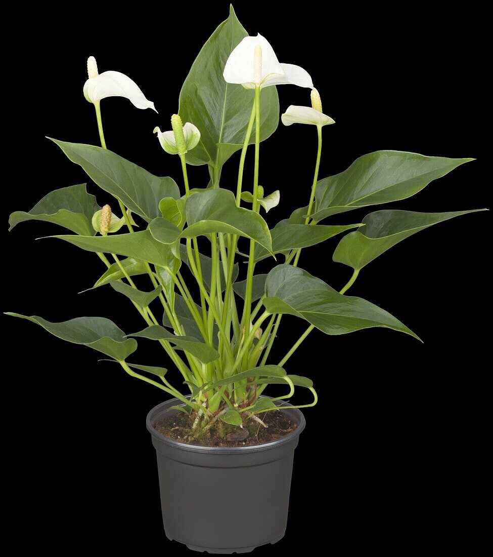 Anthurium andreanum